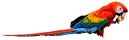 animal triventura